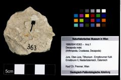 Foto (Objekt + Etikett) von Decapoda indet.  (NHMW-GEO-1990-0041-0363)